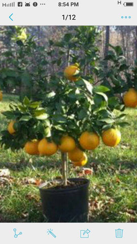 NURSERY KEBUN BANDAR - POKOK BUAH YANG BOLEH DITANAM DALAM PASU