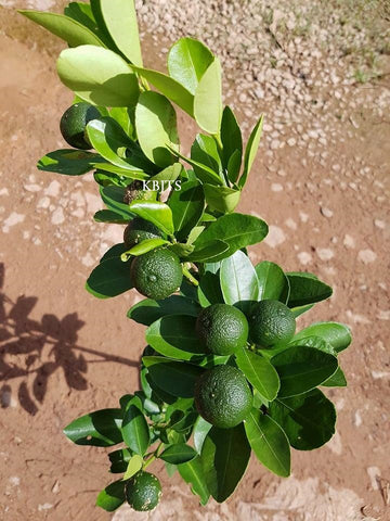 NURSERY KEBUN BANDAR - POKOK BUAH YANG BOLEH DITANAM DALAM PASU