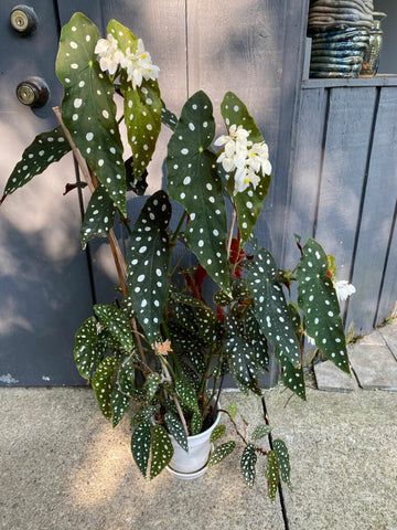 Begonia Maculata - Nursery Kebun Bandar