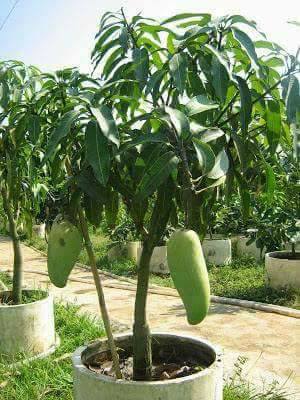 NURSERY KEBUN BANDAR - POKOK BUAH YANG BOLEH DITANAM DALAM PASU