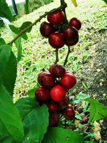 NURSERY KEBUN BANDAR - POKOK BUAH YANG BOLEH DITANAM DALAM PASU