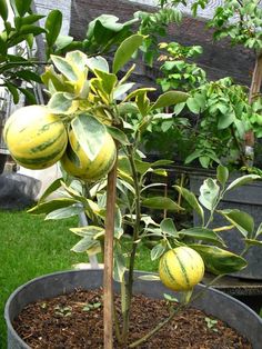 NURSERY KEBUN BANDAR - POKOK BUAH YANG BOLEH DITANAM DALAM PASU