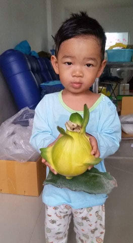 Yellow Israel Dragon Fruit - Malaysia Online Plant Nursery
