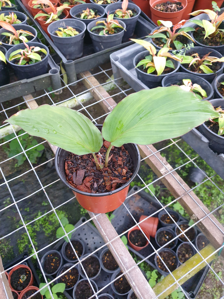  Pokok Kunyit  Hitam kaempferia Parviflora Malaysia 