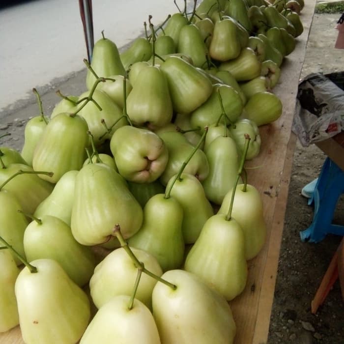  Jambu  Air  Hijau  Thai Malaysia Online Plant Nursery