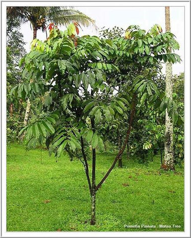 Pokok Buah Matoa (a.k.a buah kristal) u2013 Malaysia Online Plant Nursery