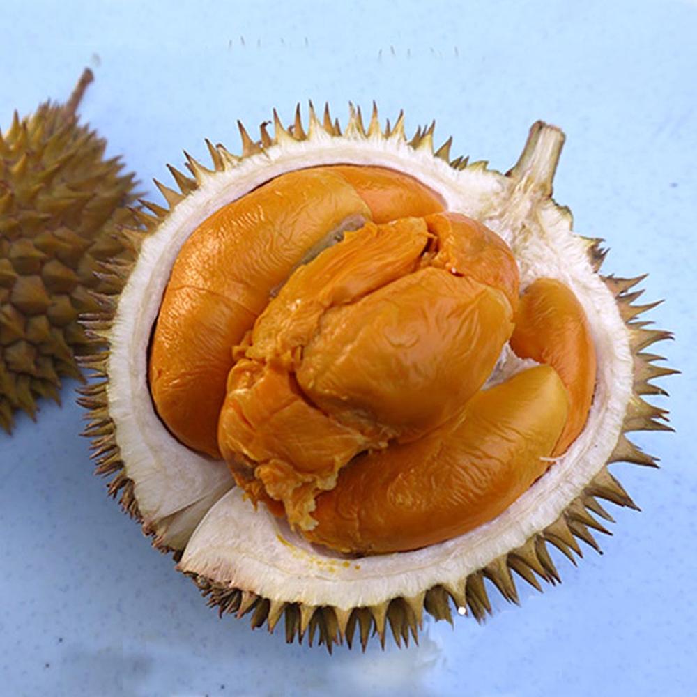 Pokok Durian Duri Hitam – Malaysia Online Plant Nursery