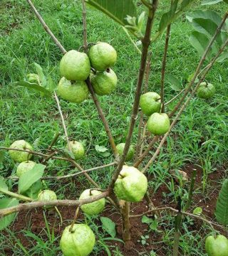 Pokok Guava Kristal – Malaysia Online Plant Nursery