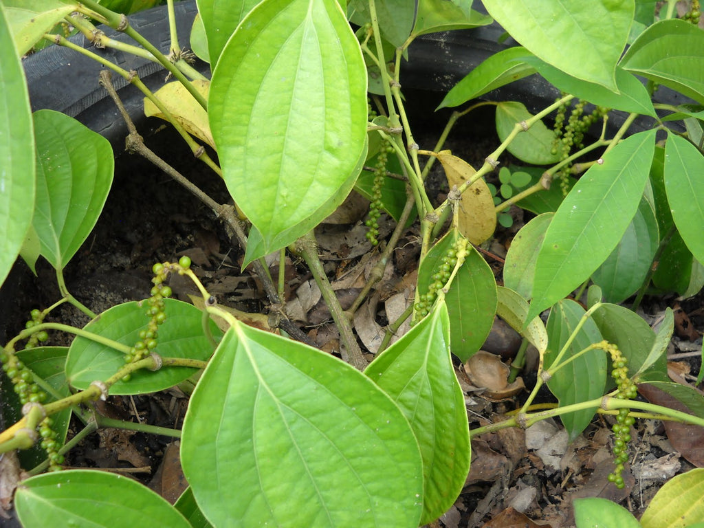Pokok Lada Hitam (Black Pepper) - Malaysia Online Plant ...