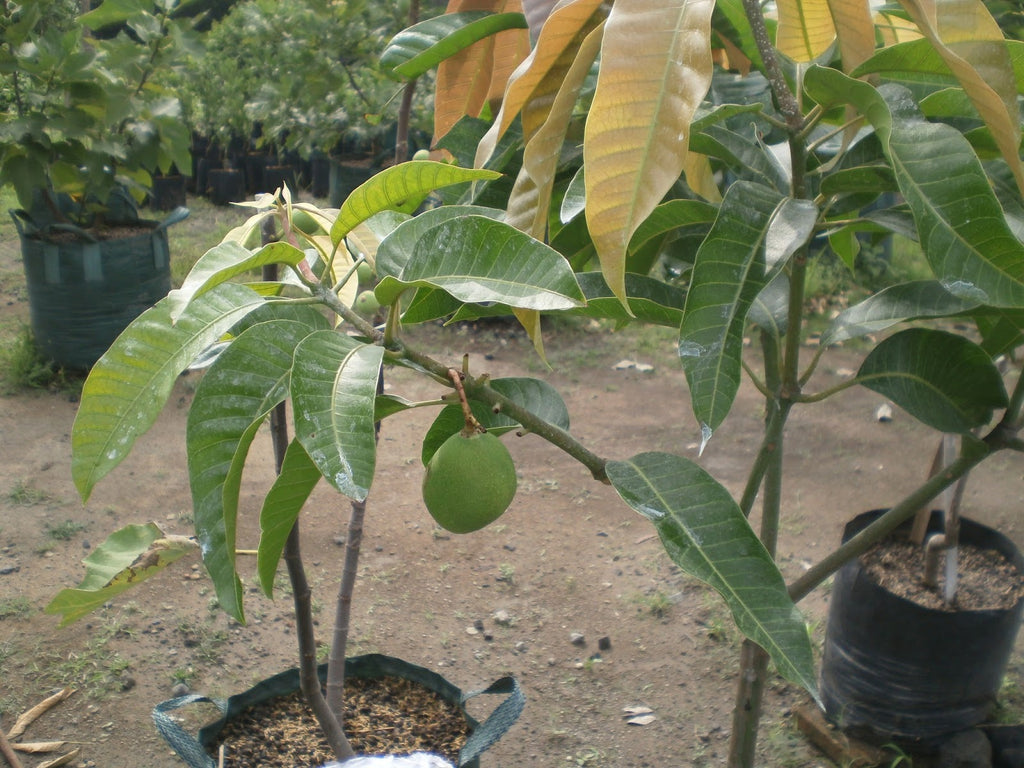 Pokok Mangga Chokanan  Malaysia Online Plant Nursery