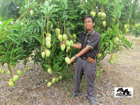 Pokok Mangga Chokanan Malaysia Online Plant Nursery