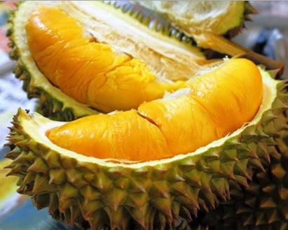 Pokok Durian Musang King – Malaysia Online Plant Nursery