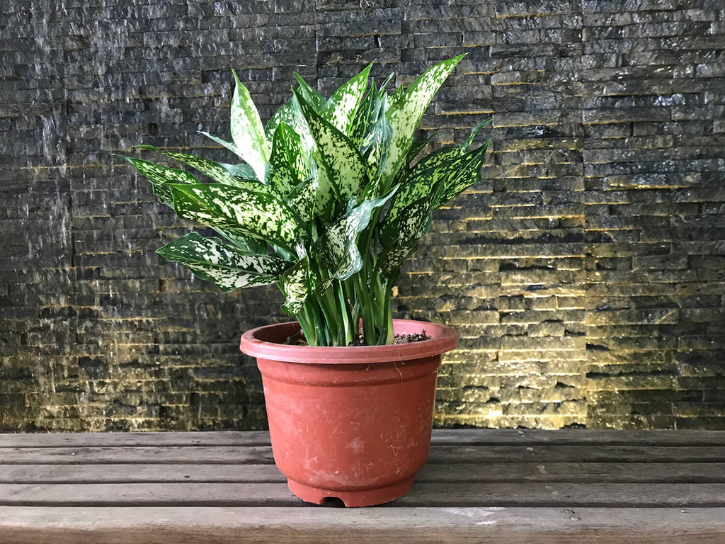  Aglaonema  Snow  White  Malaysia Online Plant Nursery