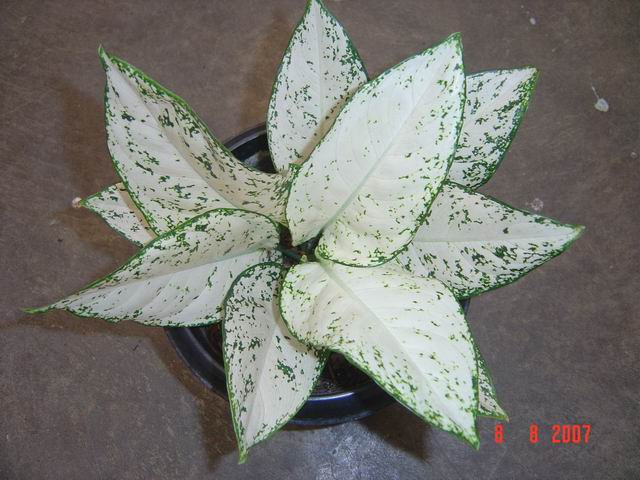  Aglaonema  Snow  White  Malaysia Online Plant Nursery