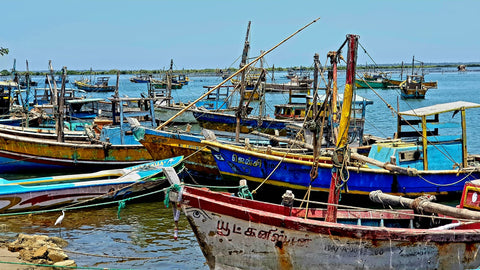 Fishing Boats In Jaffna Marina | Jaffna City | Northern Province | Sri Lanka | Australian Cricket Tours