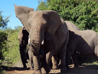 Australian Cricket Tours - An Elephant At Schotia Private Game Reserve, Port Elizabeth, South Africa