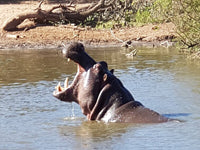 Australian Cricket Tours - A Yawning Hippo At Schotia Private Game Reserve, Port Elizabeth, South Africa