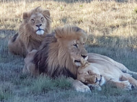 Australian Cricket Tours - Three Lions Lounging On The Savannah At Schotia Private Game Reserve, Port Elizabeth, South Africa