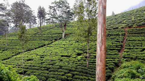 Pedro Estate Tea Plantations | Nuwara Eliya | Sri Lanka | Australian Cricket Tours
