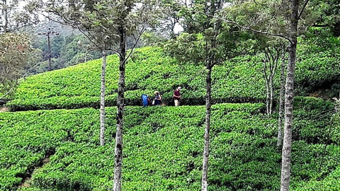Tea Plantation | Pedro Tea Estate | Nuwara Eliya | Sri Lanka | Australian Cricket Tours
