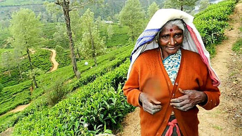 Tea Picker At Pedro Tea Estate | Nuwara Eliya | Sri Lanka | Australian Cricket Tours