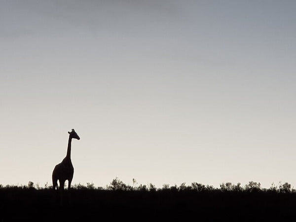Silhouette Of Giraffe At Dusk At Schotia Private Game Reserve | Port Elizabeth | Gqeberha | Eastern Cape | South Africa | Australian Cricket Tours
