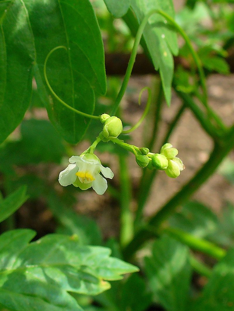 Balloon Vine Truelove Seeds