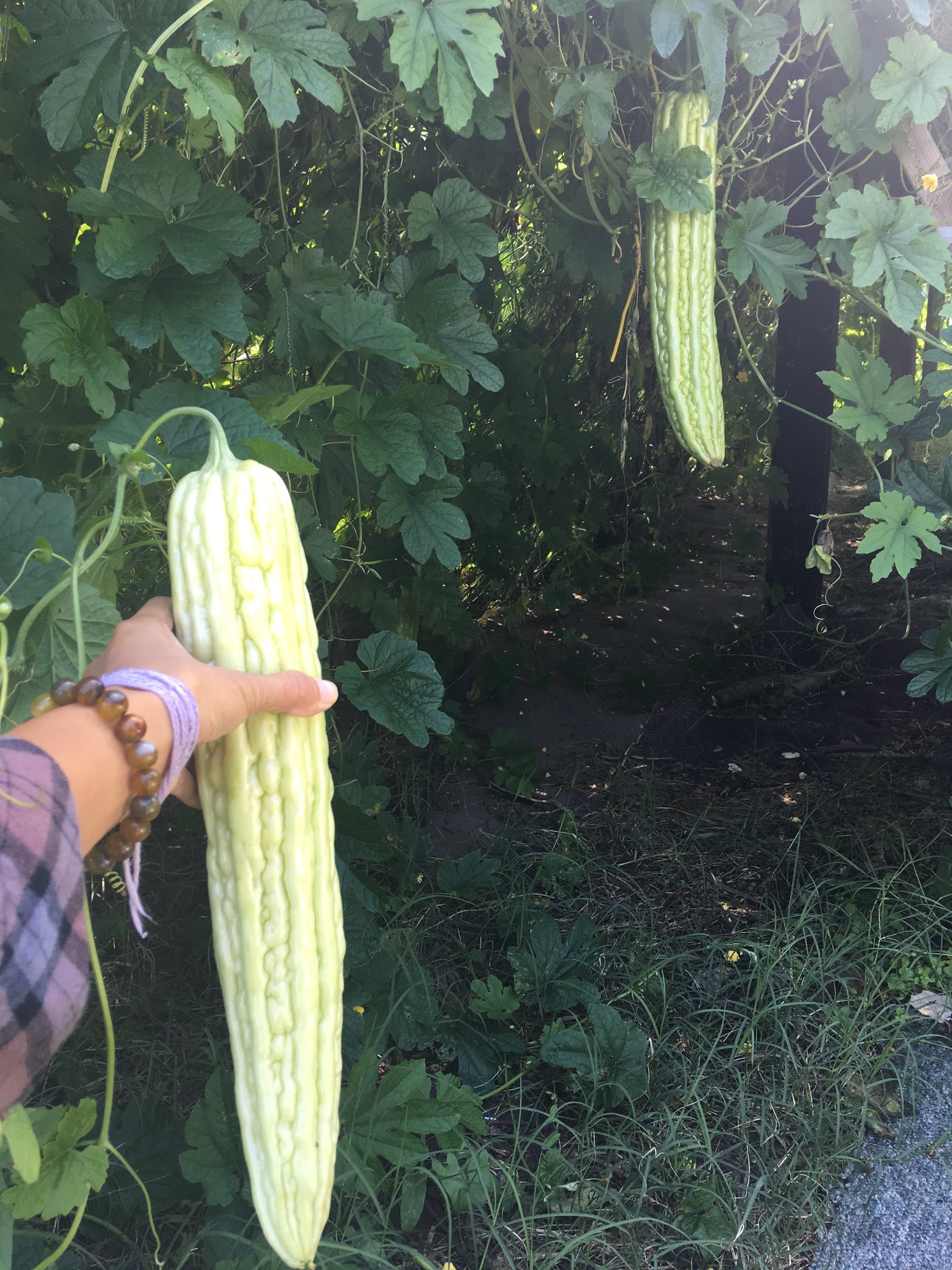 Smooth Bitter Melon Truelove Seeds