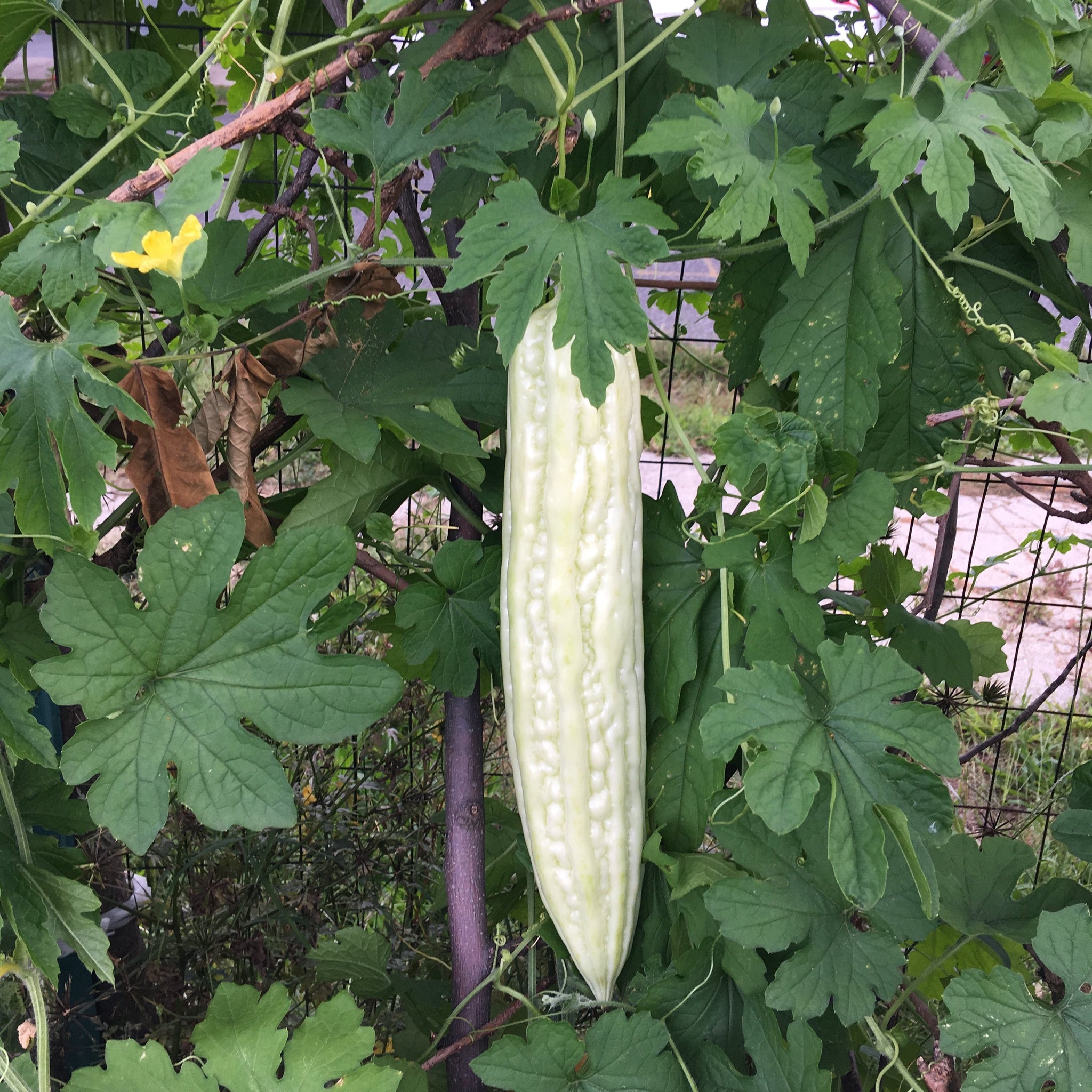 Smooth Bitter Melon Truelove Seeds