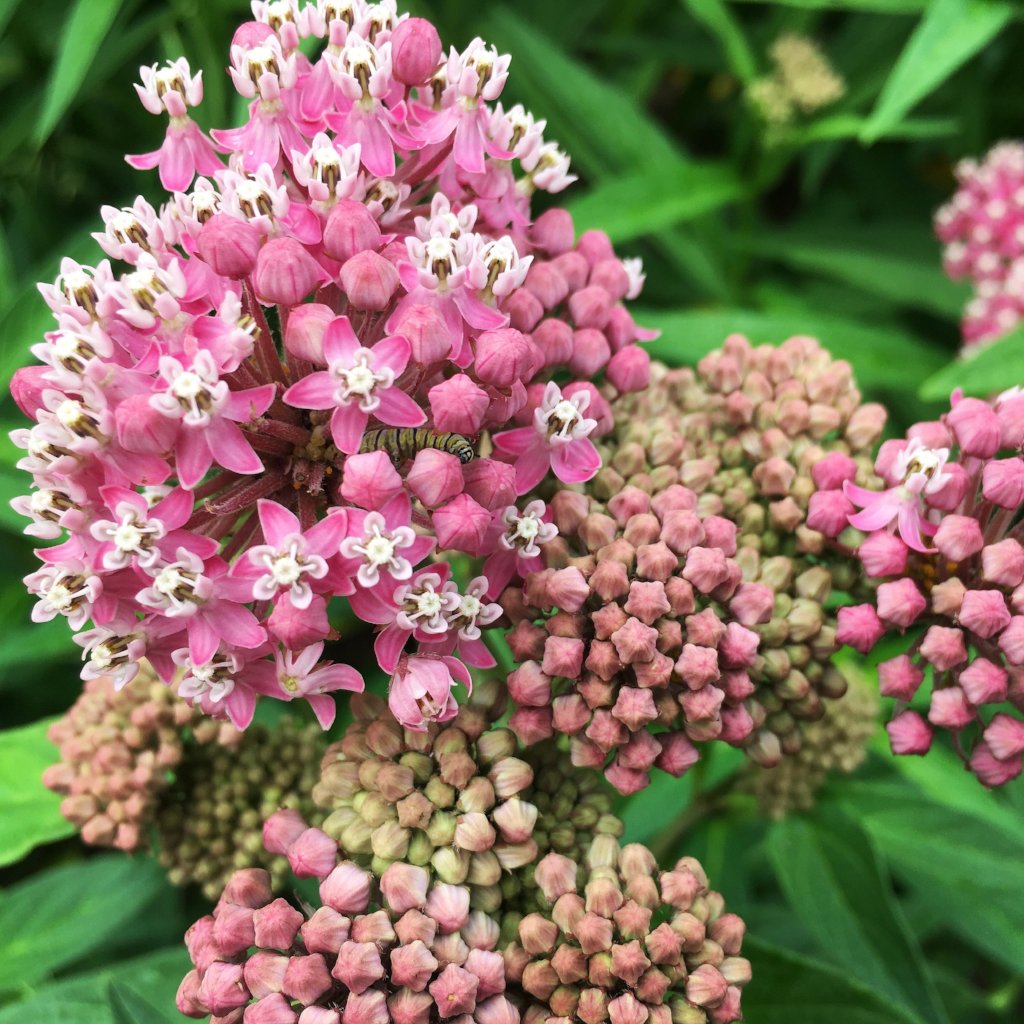 Rose Milkweed – Truelove Seeds