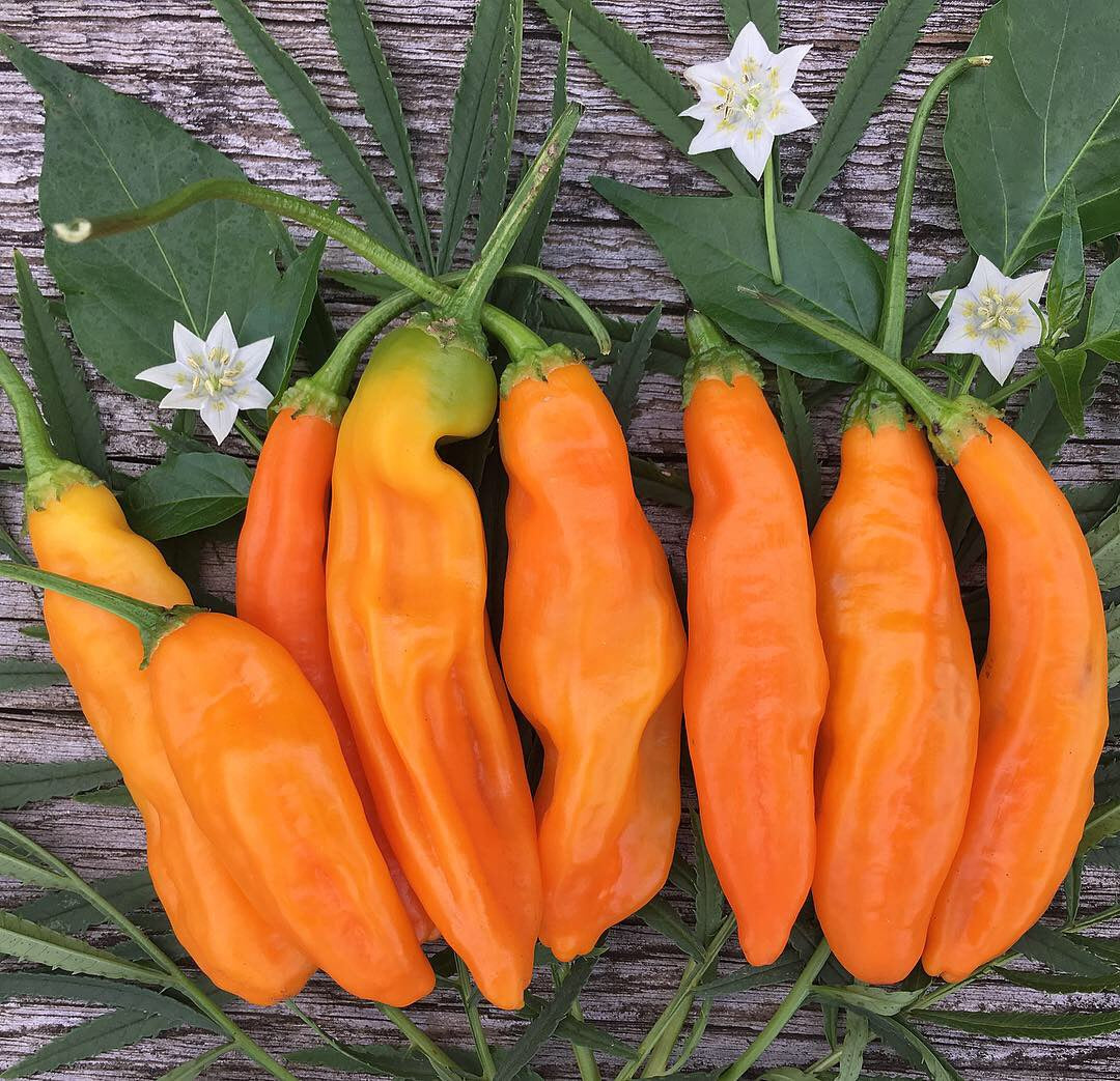 Ají Amarillo (Peruvian Chile) – Truelove Seeds