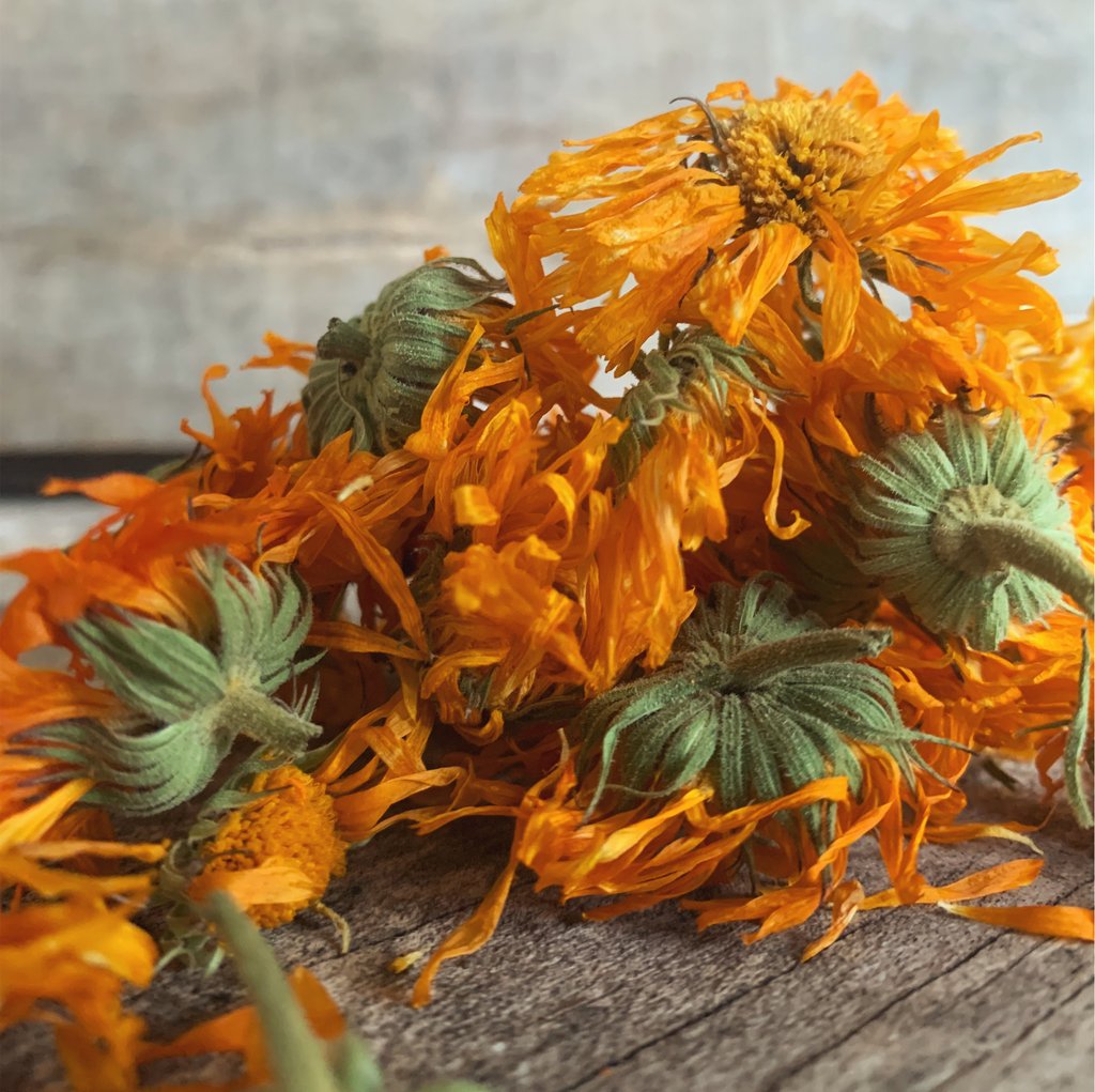 Alpha Calendula – Truelove Seeds