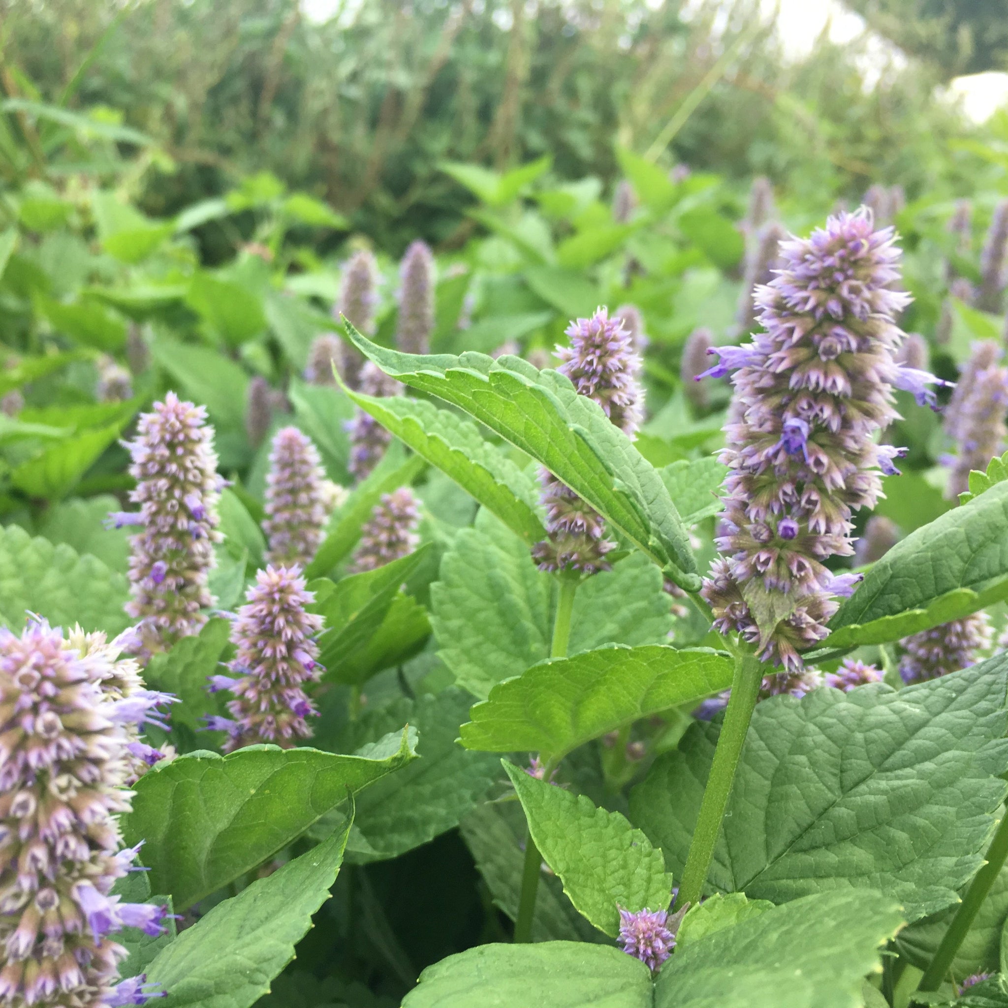 dry blue giant hyssop