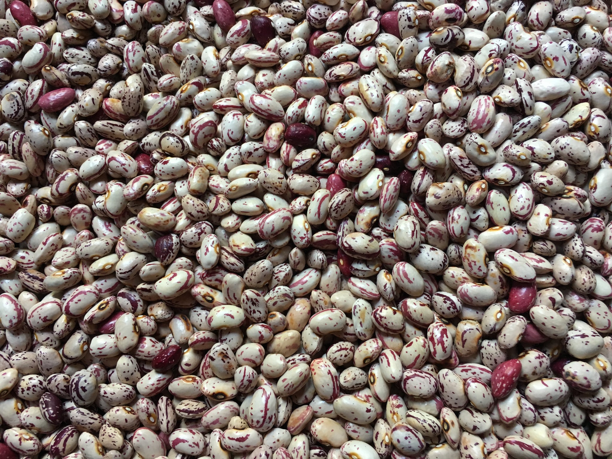 Borlotto Lingua di Fuoco (Tongue of Fire Bean) – Truelove Seeds