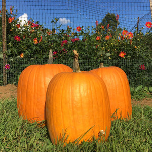 connecticut pumpkin field