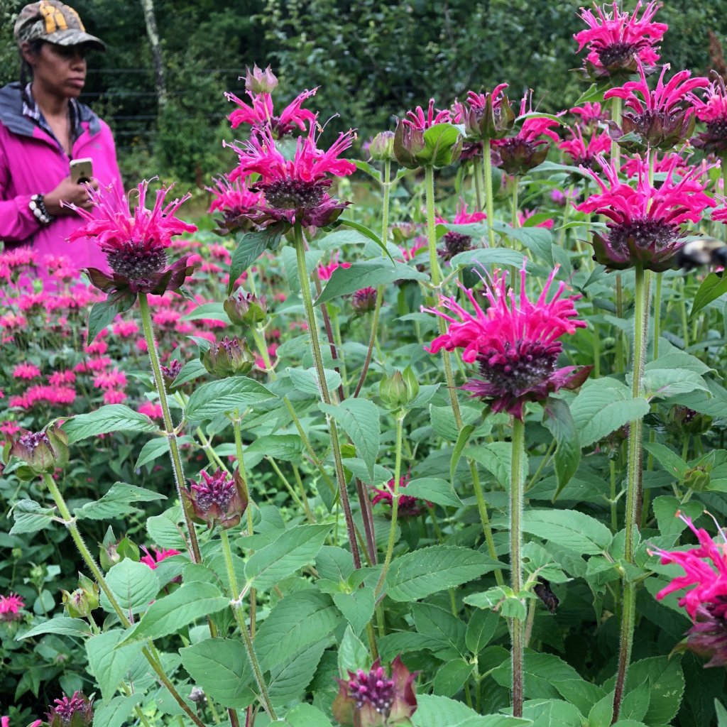 bee balm plant red