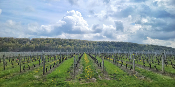 A wide view of the vineyard rows. The escarpment is pictured in the background with bright green grass and dandelions between the rows and a cloudy sky above.