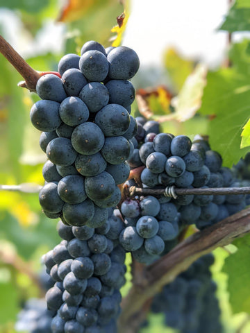 Picture of Maréchal Foch Grape Cluster.  Grapes are plump and skins are an inky blue colour.  Clusters are nearing full ripeness