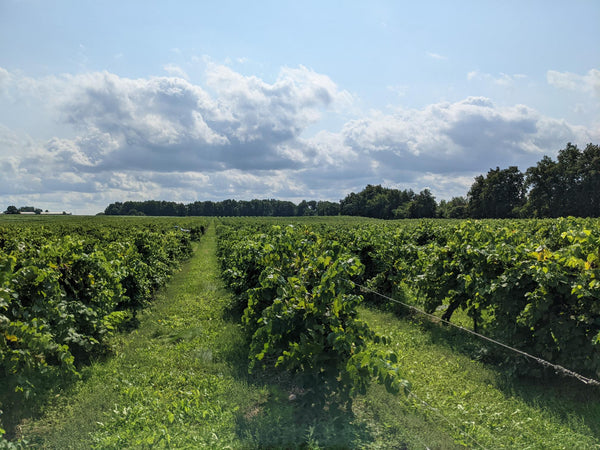 Picture of our Maréchal Foch vines. # rows pictured on a sunny day in September.  Vines are leafy and full with clusters hidden within.