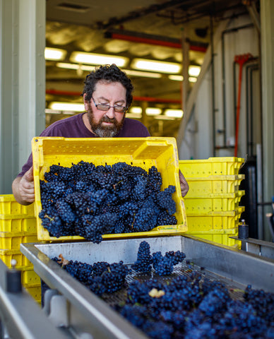 Pictured Steve Kornic emptying a yellow bin by hand of Pinot Noir Grapes on to our sorting table before they make their way to the press.