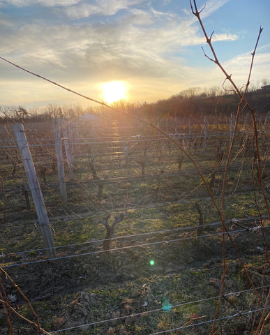 Moira Vineyard at Sunrise