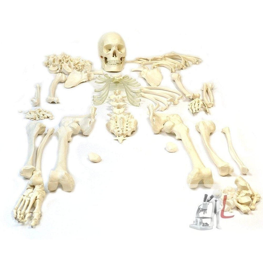 Disarticulated Human Skeleton Model (Bilateral) Life Bone Set for ...