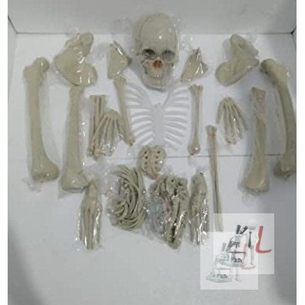 Disarticulated Human Skeleton Model (Bilateral) Life Bone Set for ...