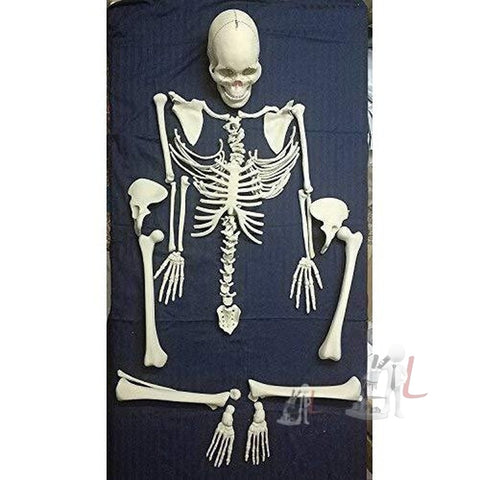 Disarticulated Skeleton For Sale (Fiber Model) 5 Feet