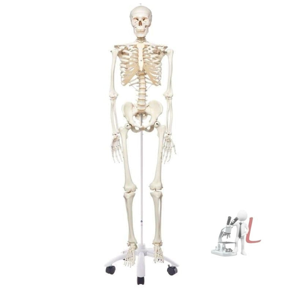 Human Skeleton Model Height 5 Feet