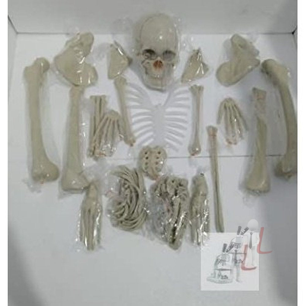 Dis-articulated Human Skeleton Model Anatomical 5 Feet