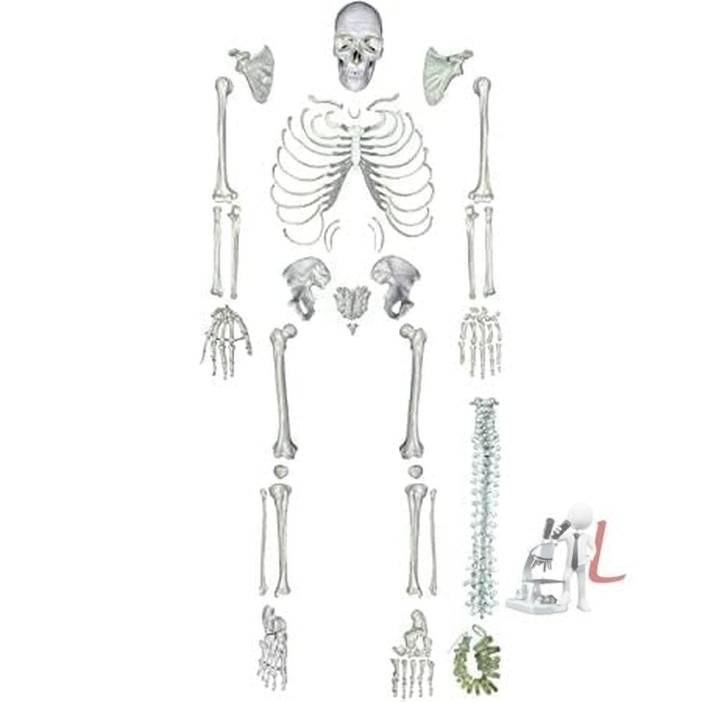 Human Skeleton Disarticulated with Intervertebral Discs