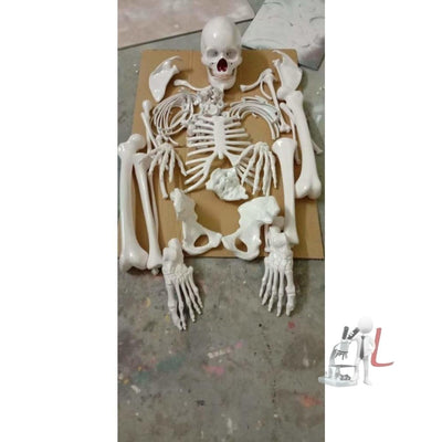 articulated human skeleton