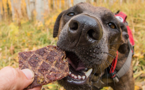 Choosing Treats That Aren’t Just Empty Calories PET-icure Pet Grooming & Supplies Pepperell Massachusetts 01463 Dog Cat