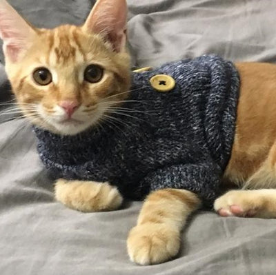 cat sweater